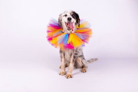 Portrait of white crossbreed dog with multicolored collar on white backgroundの写真素材