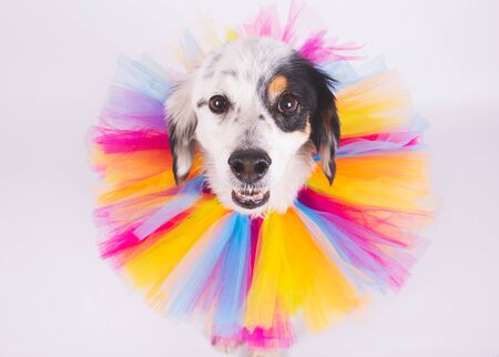 Portrait of white crossbreed dog with multicolored collar on white backgroundの写真素材