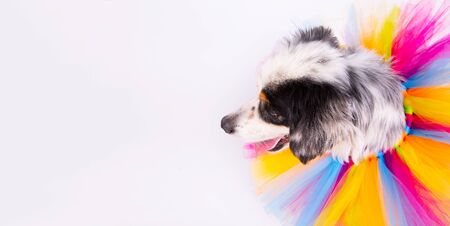 Banner of Portrait of white crossbreed dog with multicolored collar on white backgroundの写真素材