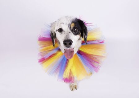 Portrait of white crossbreed dog with multicolored collar on white backgroundの写真素材