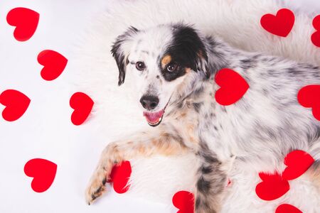 Portrait of dog lying surrounded by hearts for Valentines Day, zenith view.の写真素材