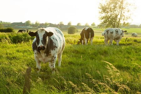 Herd of belgian blue cows graze on the open green meadows at sunset and one of them looks at cameraの写真素材
