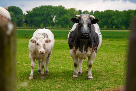 Two Belgian blue cows & bull looks at camera in green meadowの写真素材