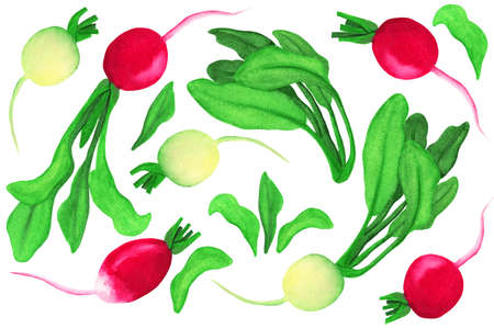 Pink and white watercolor set on isolated white background. Radish and daikon haulms illustration in hand drawn style. の写真素材