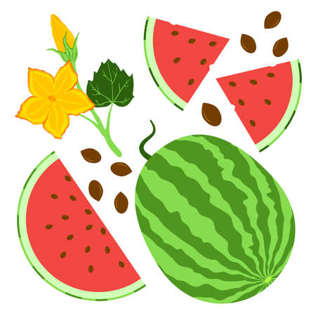 Bright watermelon elements set. Summer vibes illustration. Fresh fruit objects isolated on white background. Cross section and slice of watermelon, flowers and seeds. EPS 10のイラスト素材