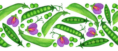 Watercolor green pea seamless border, easy to edit background. Nice Harvesting illustration for postcard, banner, autumn festival poster, print design, frame, washi tape, paper adhesive tape, ribbonの写真素材
