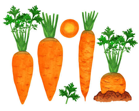 Watercolor carrot growing in the garden bed. Side view orange vegetable isolated on white background. Autumn harvest in the garden. Organic foodの写真素材