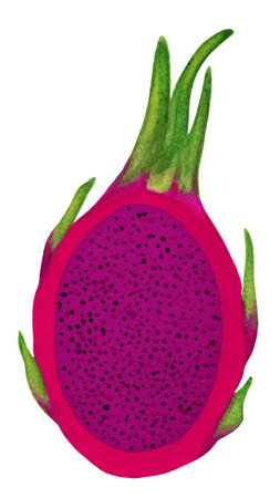 Red dragonfruit with purple pulp isolated on white background. Sweet tropical thai fruit in watercolor technique. Exotic fruit logo. Organic raw pitaya cross section.の写真素材