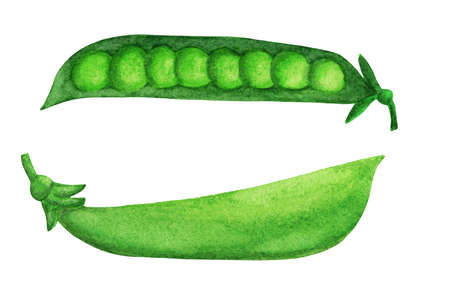 Green pea close and open pod with round beans. Watercolor legume objects isolated on white background.の写真素材