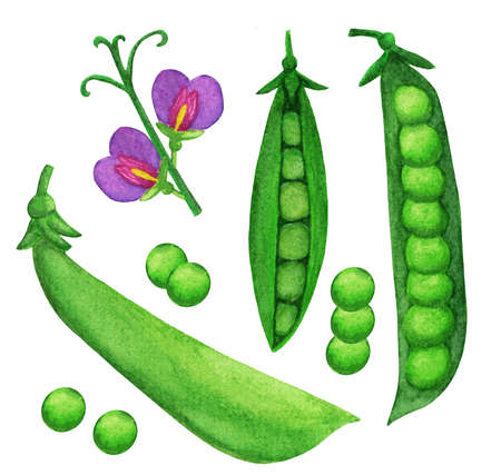 Green pea big watercolor set. Separate bean, pod, purple flower hand drawn elements isolated on white background. Hand drawn illustration for menu recipe, food blog.の写真素材
