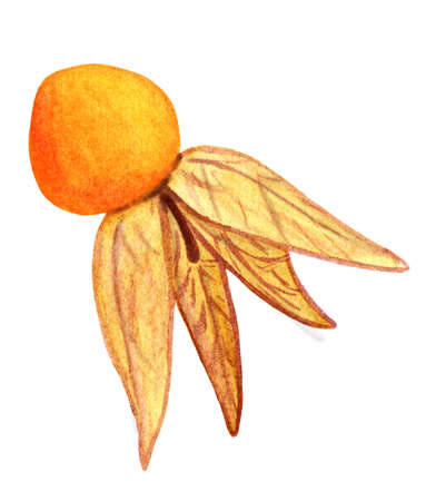 Dry open watercolor physalis with husk. Hand drawn ready to eat cape golden gooseberry isolated on white background, side viewの写真素材