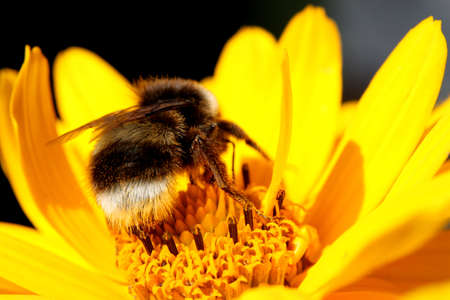 Bumble bee on the yellow flower in gardenの写真素材