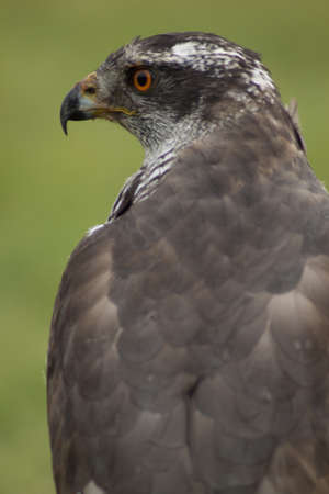 Hawk with big yellow eyeの写真素材