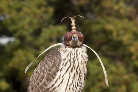 Hawk with hood on his eyesの写真素材
