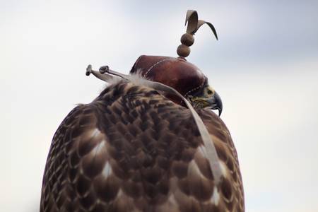 Hawk in hoodの写真素材