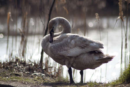 A young big swan at the lakeの写真素材