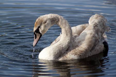 A young gray swan on the pond の写真素材