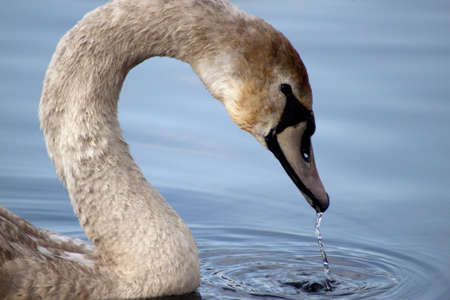 A young gray swan on the lakeの写真素材