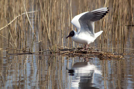 Seagull with outstretched wingsの写真素材