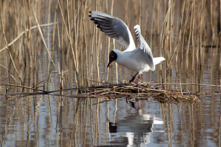White gull with black head with  outstretched wingsの写真素材
