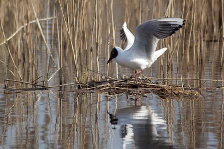 Small seagull on his nestの写真素材