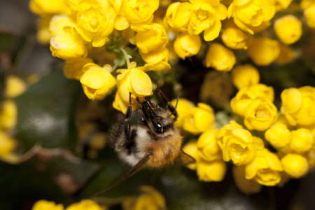 Bee in the gardenの写真素材
