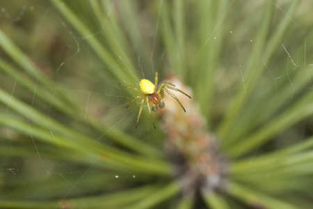 Spider green cross on the spider webの写真素材