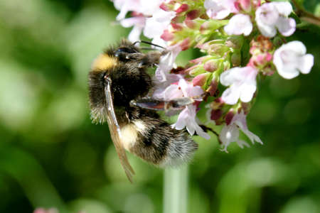 Bumble bee on the pink flowersの写真素材