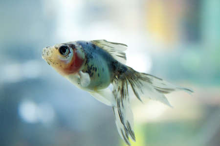 Colourful fish in the aquariumの写真素材