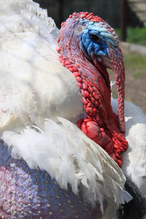 A large turkey with red coralsの写真素材