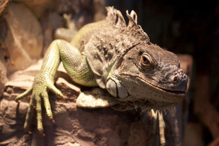 Green iguana in a terrariumの写真素材