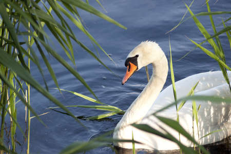 Scenic view - White swan on the lakeの写真素材