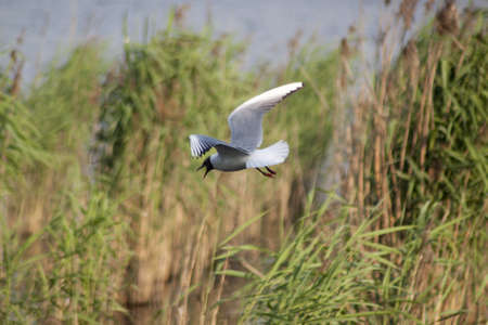 Black-headed Gull in flightの写真素材