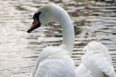 Beautiful swan at the lake