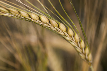 The yellow ear of corn