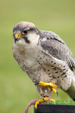 White and gray falcon with yellow clawsの写真素材