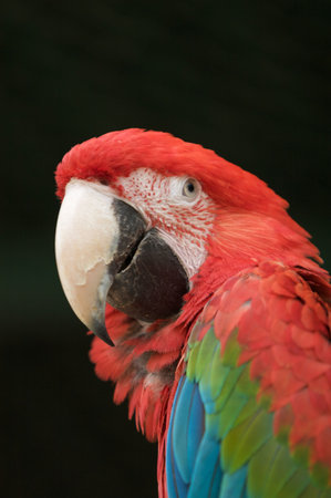 red macaw closeup