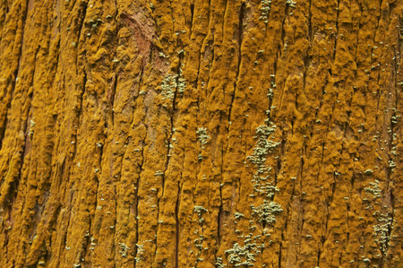 tree bark texture