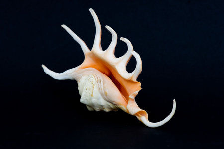 shell over black
