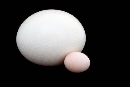 ostrich eggの写真素材