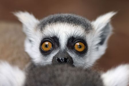 baby lemur on its mother's backの写真素材