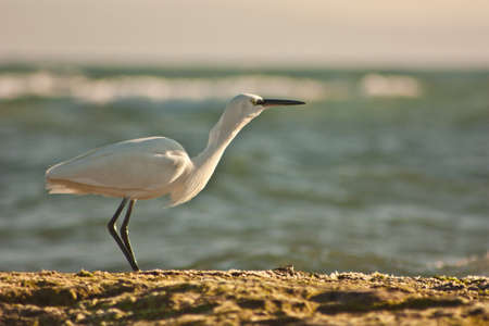 Garza Beachの写真素材