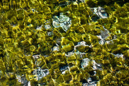 seaweeed in the bottom of the seaの写真素材