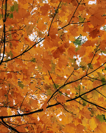 Orange yellow green maple leaf tree in the woods background. Maple tree in orange and yellowish color in autumn with orange, yellow, brow and green leaves. Low angle photography.の写真素材
