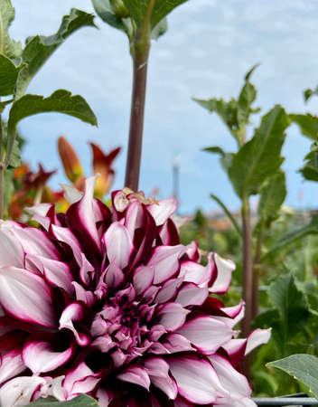 Burgundy and white Dahlia Tartan, Dinner plate Dahlia, Decorative. Dahlia in the deep, rich burgundy flowers are streaked with thick snow-white bands. Flower bulbs.の写真素材