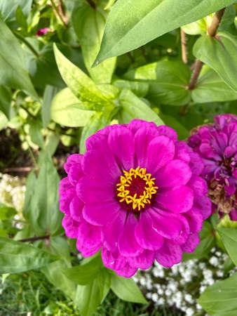 Zinnias Flowers.  Beautiful pink flower with yellow center. Belongs to Daisy family. Bright and perky blossoms.の写真素材
