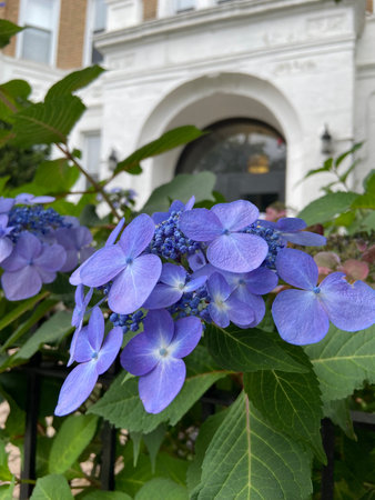 Tellers Blue Hydrangea Flowers. Flowering shrubs. Flowers in the garden.