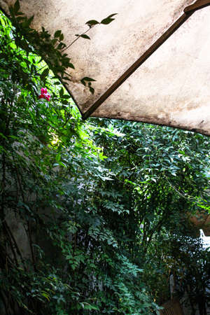 Plants on garden with an umbrella framing the photo.の写真素材