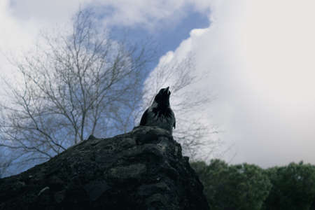 Upview of a crow bird standing in a stoneの写真素材