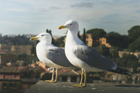 Two seagulls standing against view of the city of Rome blurredの写真素材